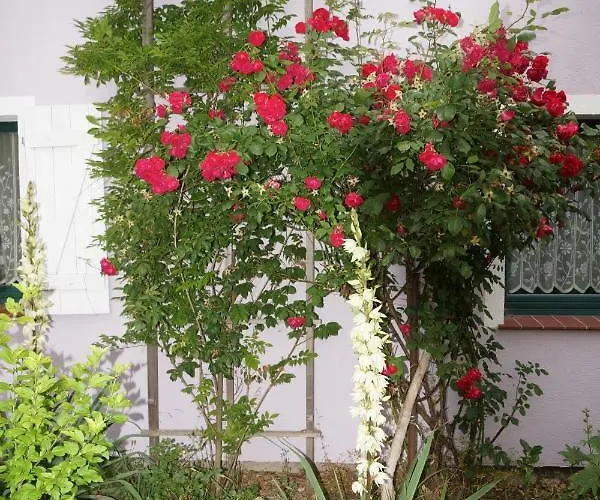 Haus Sturmfried - Sturmwaechter Lejlighed Poel